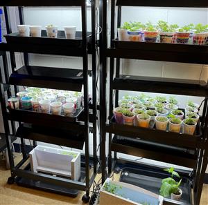 Kindergarten Grow Unit 3.jpg